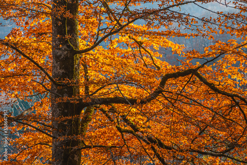 Vintage beech branches with orange autumn leaves in sunlight.