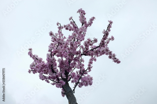 cherry blossom in spring
