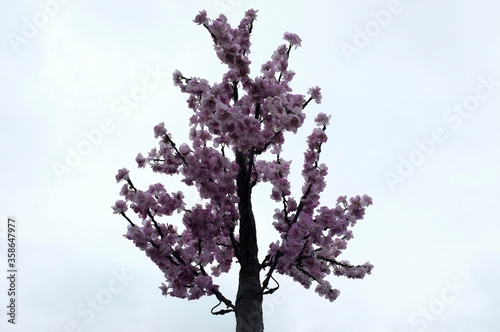 pink magnolia tree