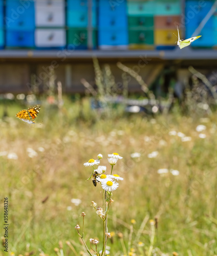 Bee on a field camomile and two butterflies