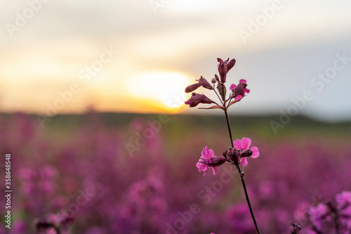 blooming field with purple flowers at sunset