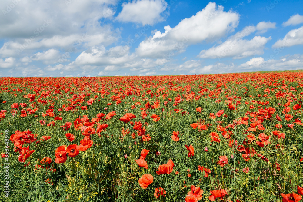 ss red poppy field and blue sky. Beautiful rural background.