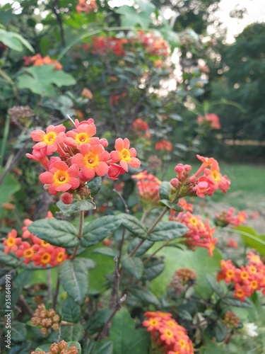 Beautiful orange panama flowers © cpk photography
