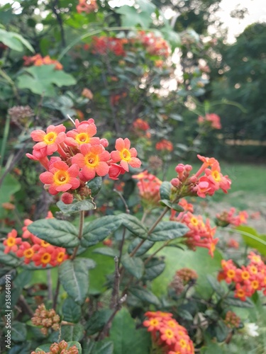 Beautiful orange panama flowers