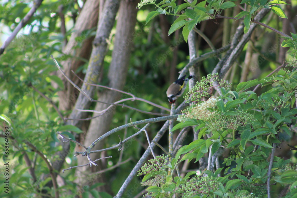 bird on a branch