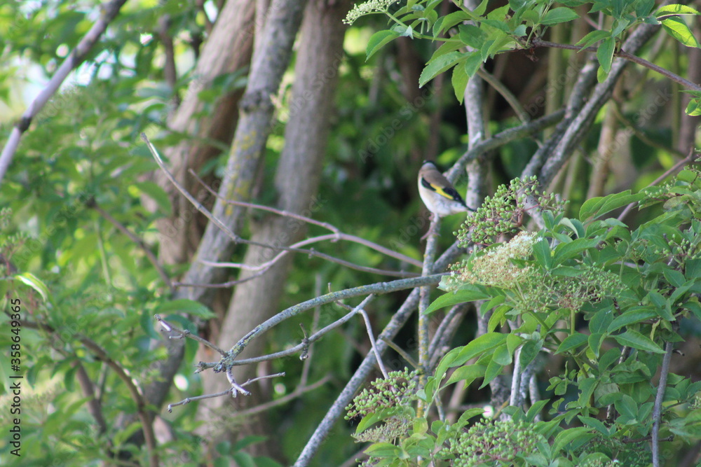 bird on a branch