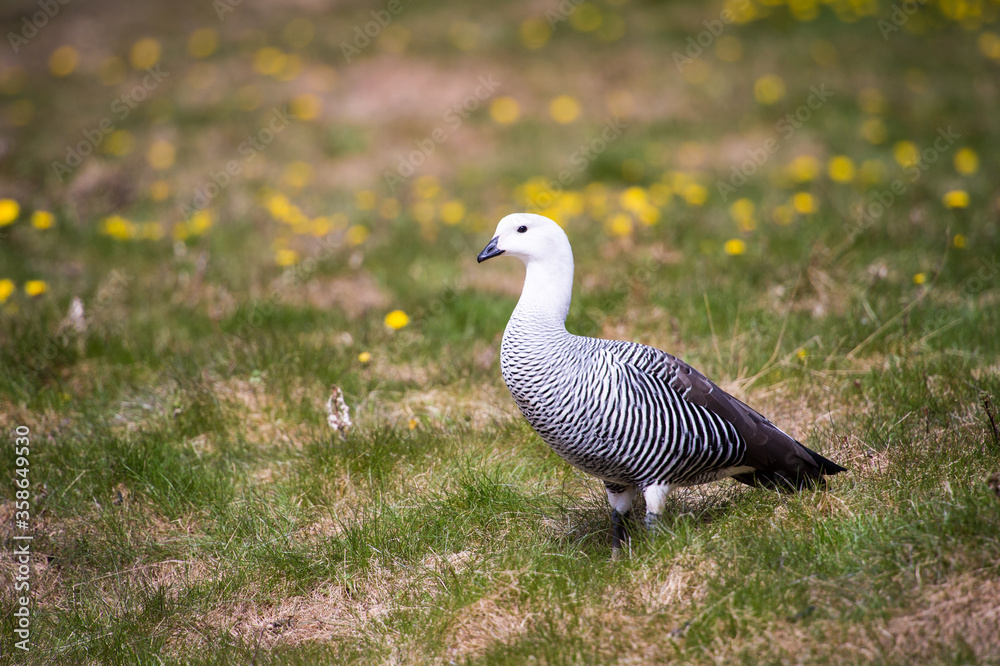 It's Upland Goose or Magellan Goose (Chloephaga picta). It's Upland Goose or Magellan Goose (Chloephaga picta).