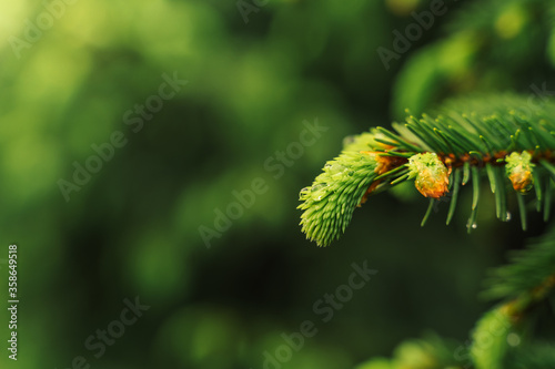 selective focus, young fir-tree shoots, fresh shoots ate in spring or summer, raindrops
