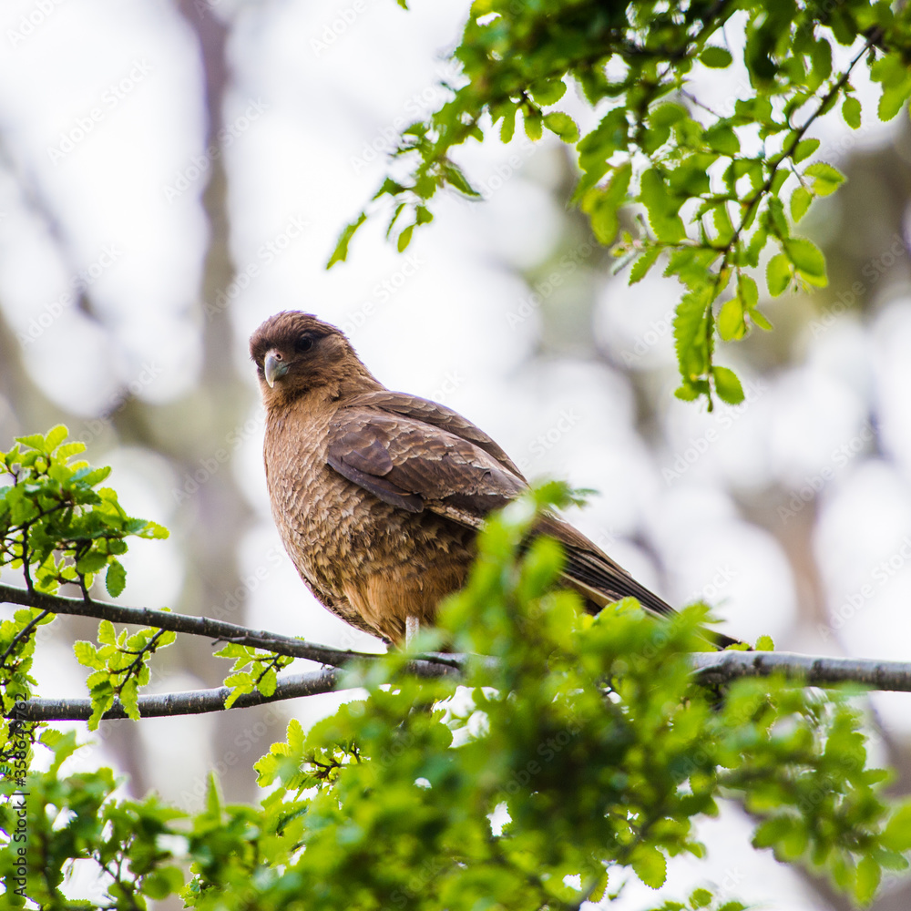 It's American Kestrel (Falco sparverius) known It's American Kestrel (Falco sparverius) known
