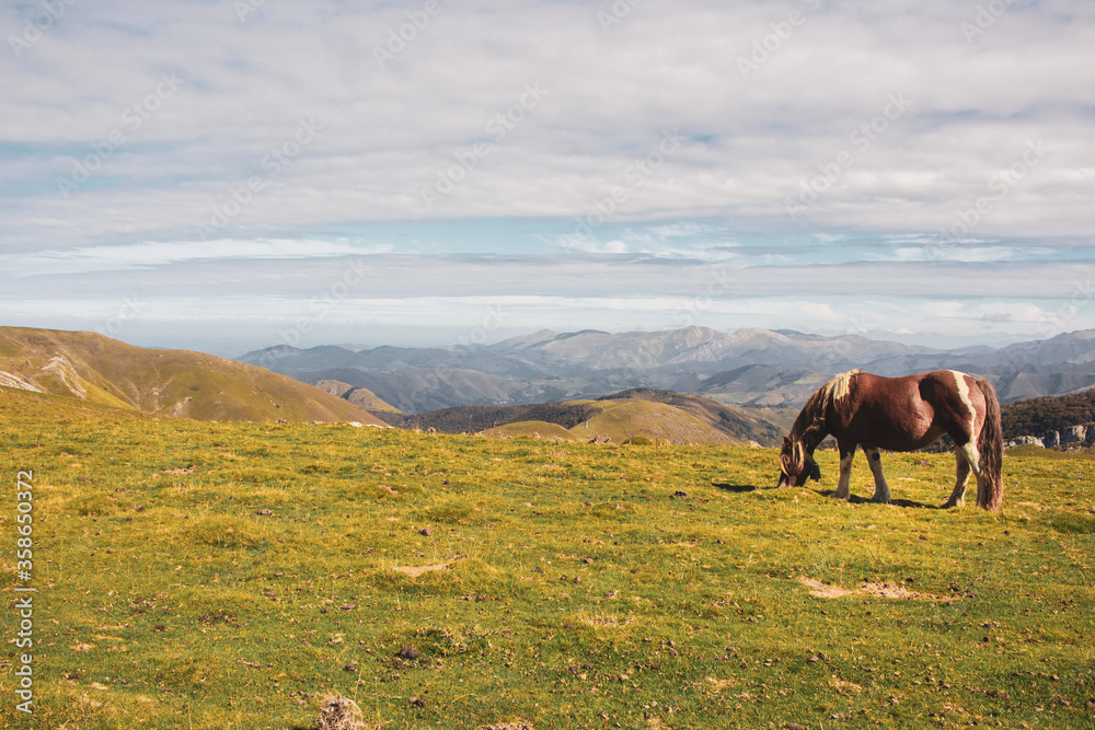 Brown horse grazing in Pyrenees mountains, France. Beautiful stallion against scenic mountains landscape. Brown foal in pasture in valley. Wildlife concept. Animals on fresh air. Freedom concept.