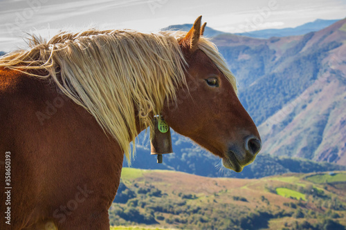 Brown horse grazing in Pyrenees mountains  France. Beautiful stallion against scenic mountains landscape. Brown foal in pasture in valley. Cute horse portrait. Animals on fresh air. Freedom concept.