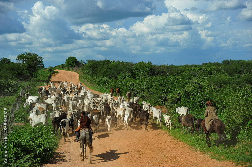 Cowboys comannd herd of cow in pasture for cattle breeding, next to a fence, in the hinterland of Ceará state. Drought-affected region, economical crisis, poverty, lean animals. Livestock, beef, meat.