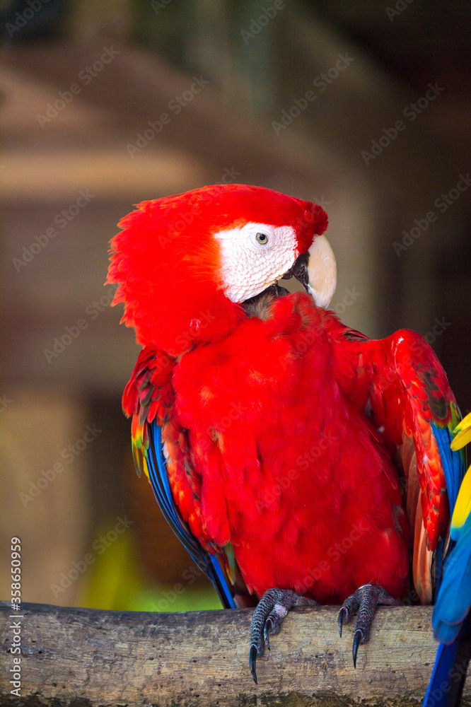 Fototapeta premium Macau parrot