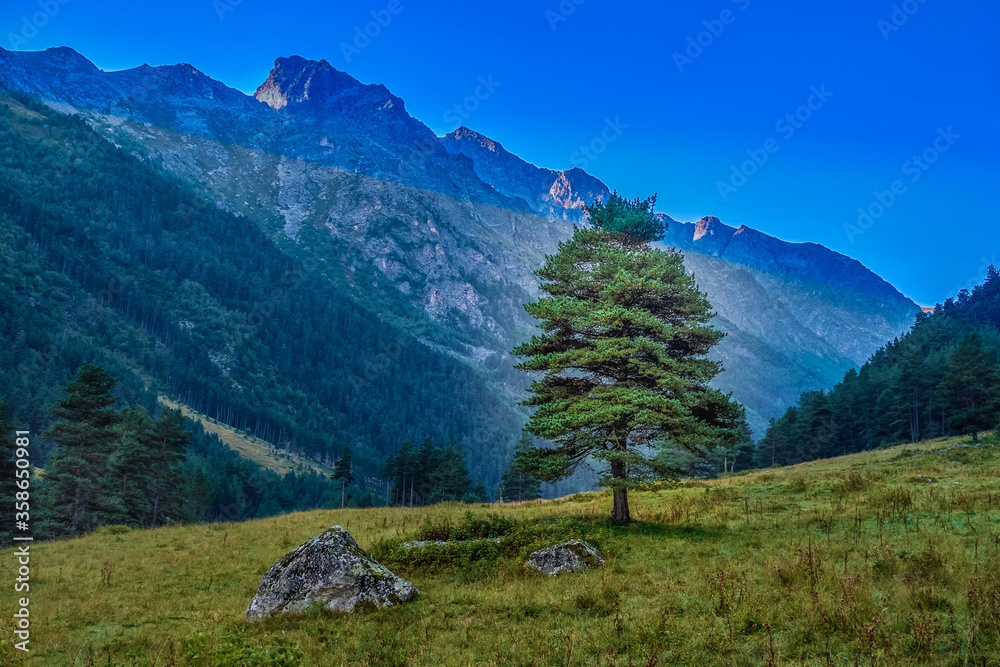 Mountain landscape with green trees and grass. nobody