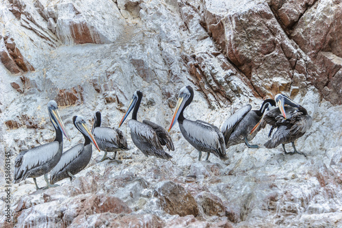 It's South American pelicans, Peru, South America