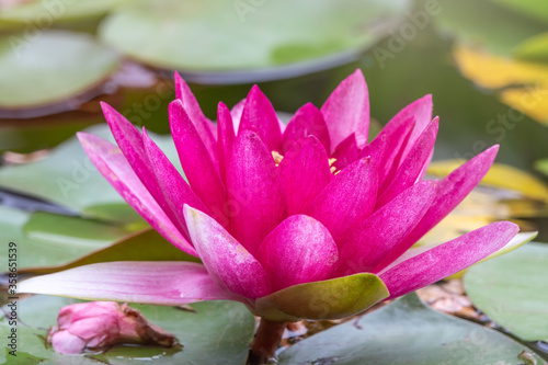 Pink water lily flower, Nymphaea lotus, Nymphaea sp. hort., on green leaves background. © Dmitrii Potashkin
