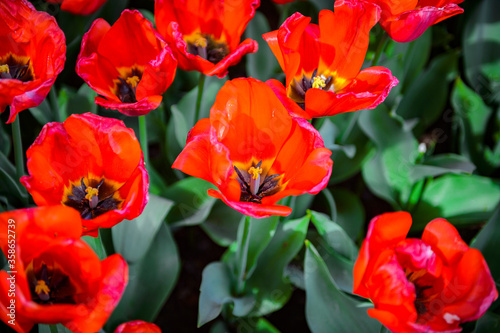 It s Red tulips in the Keukenhof park in Netherlands