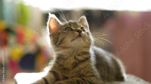Cute grey tabby kitten yawning and resting in playful mood