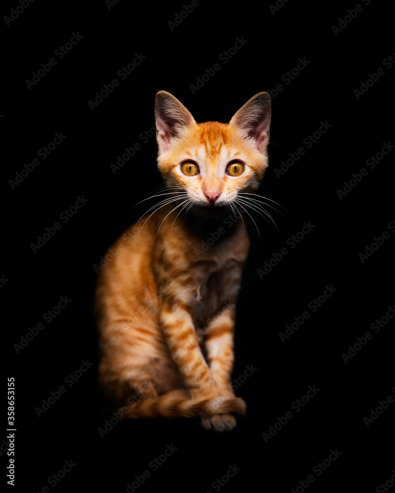 Orange toby cat, sitting looking up, isolated on black background Orange toby cat, sitting looking up, isolated on black background