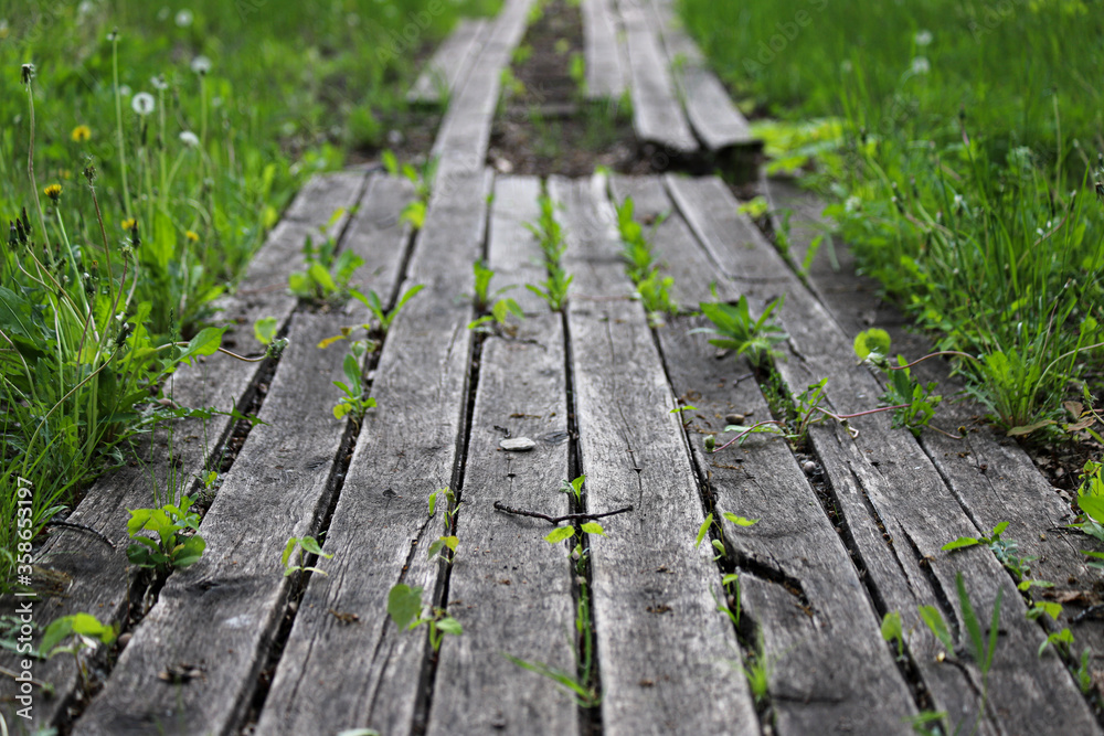 Fototapeta premium An old damaged wooden path in a park with some missing boards and with small green plants between boards. Photo in perspective with selective focus
