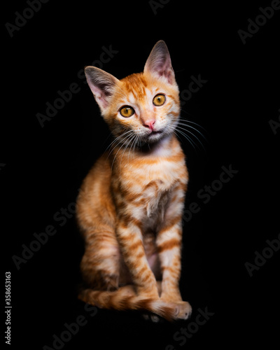 Orange toby cat, sitting looking up, isolated on black background © anshuman