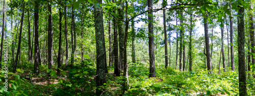 panoramic view of section of talladega national forest, cheaha mountain, alabama, usa