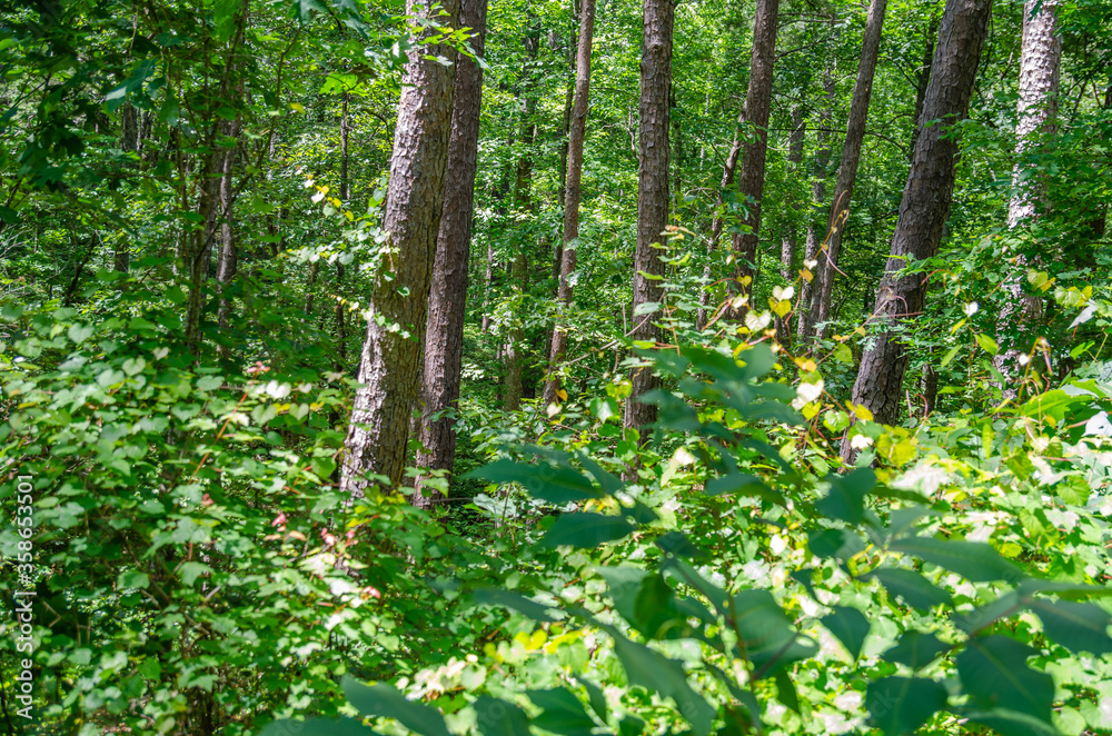 spring in the woods spring in the woods