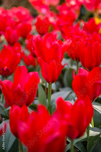 It s Tulips in the Keukenhof park in Netherlands