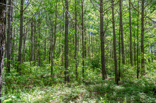 trees in the talladega national forest  cheaha mountain  alabama  usa