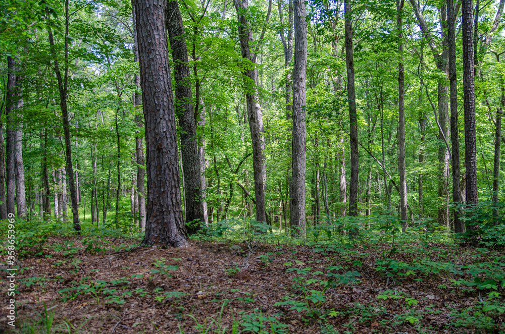 trees in the talladega national forest, cheaha mountain, Alabama, usa trees in the talladega national forest, cheaha mountain, Alabama, usa