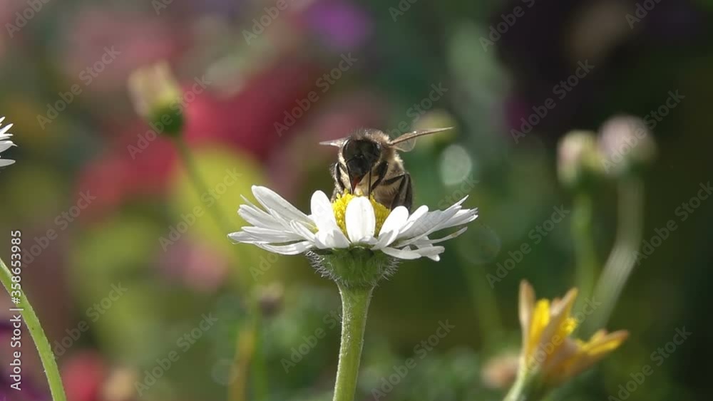 Bee Taking Nectar on Daisy Flower Bee Taking Nectar on Daisy Flower