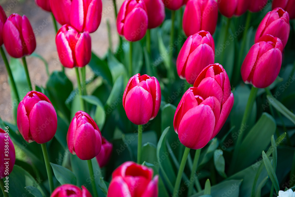 Fototapeta premium It's Violet tulips in the Keukenhof park in Netherlands