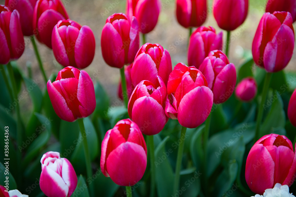 Fototapeta premium It's Violet tulips in the Keukenhof park in Netherlands