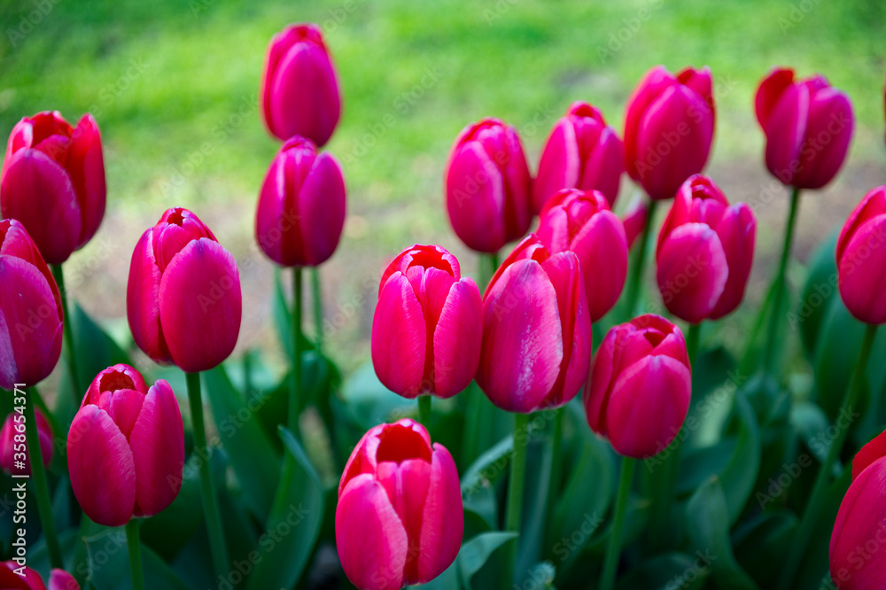 Fototapeta premium To fioletowe tulipany w parku Keukenhof w Holandii