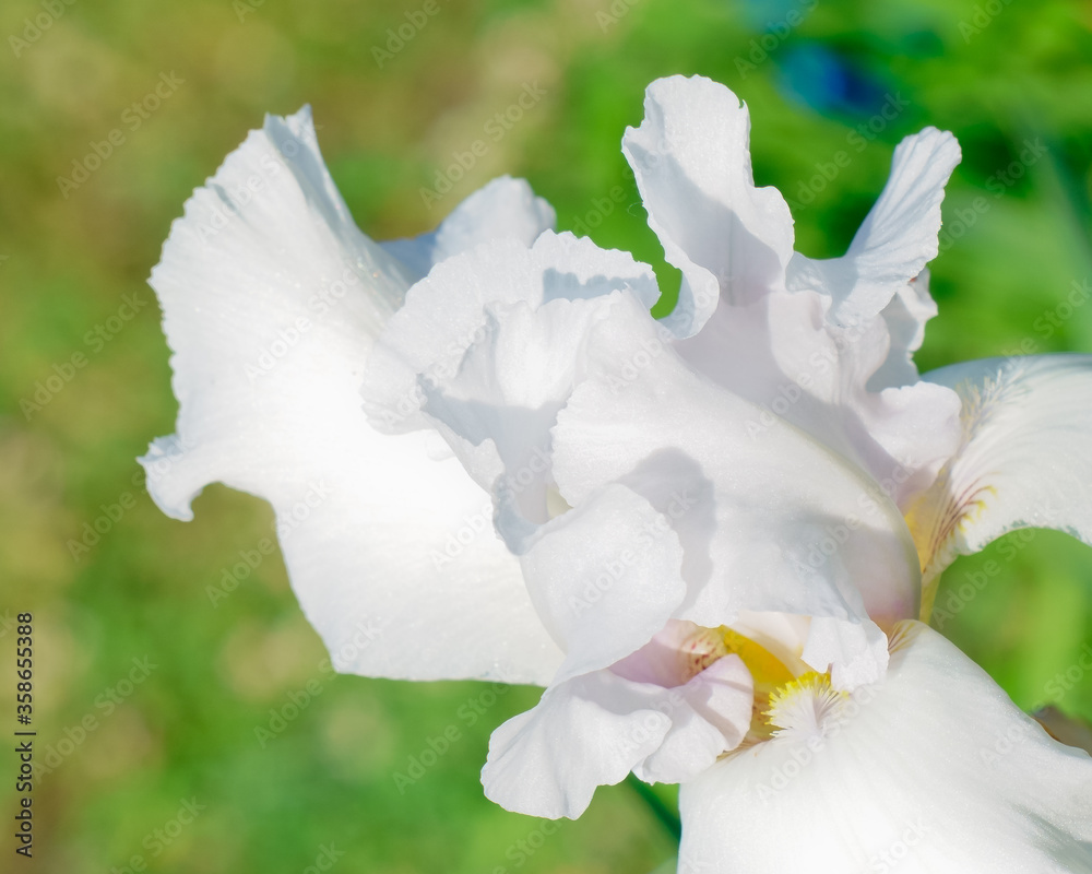 Fototapeta premium white iris flower on a green background