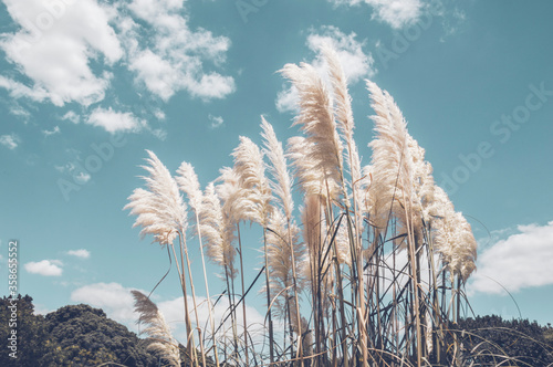 Pampa grass with light blue sky and clouds