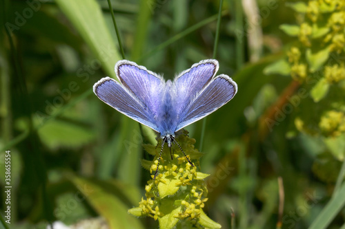 A Common Blue Butterfly nectaring on small Greeny-yellow flowers. © Gary