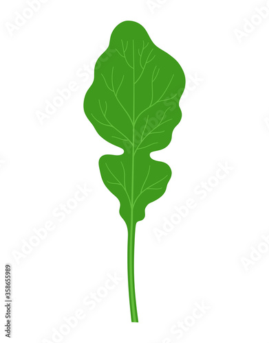 arugula isolated on white background, vector illustration