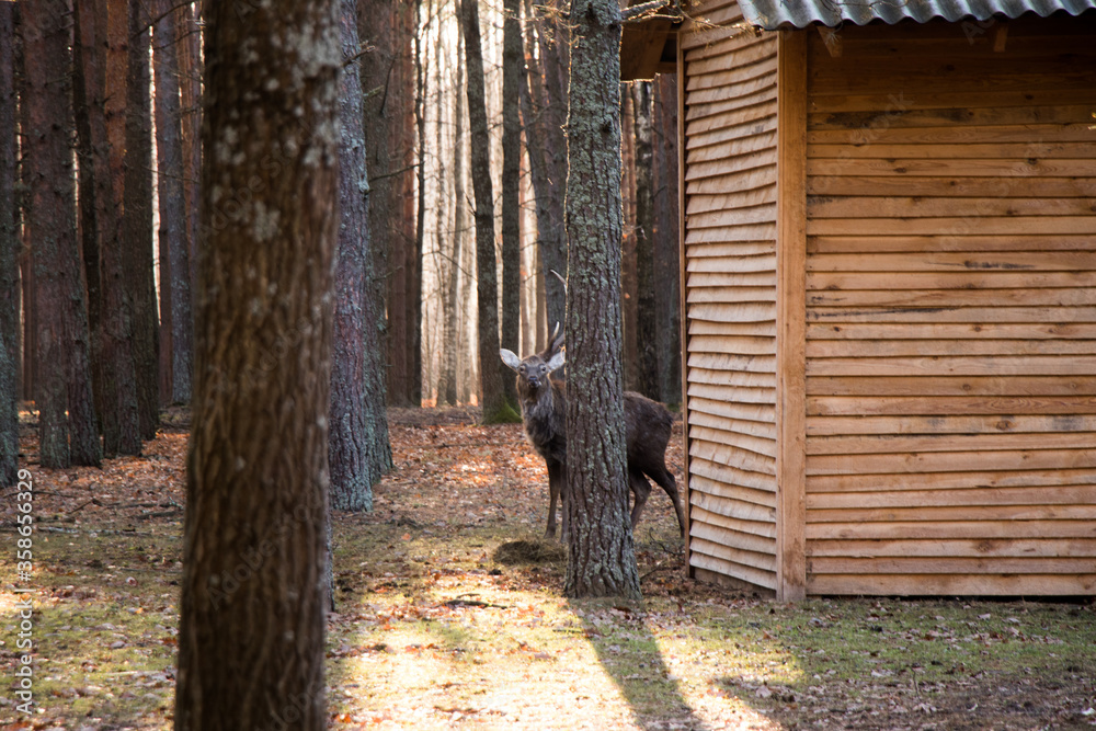 Naklejka premium Deer in nature reserve