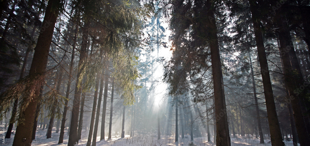 Winter forest, snow, pine and sun. Wonderful weather. Winter forest, snow, pine and sun. Wonderful weather.