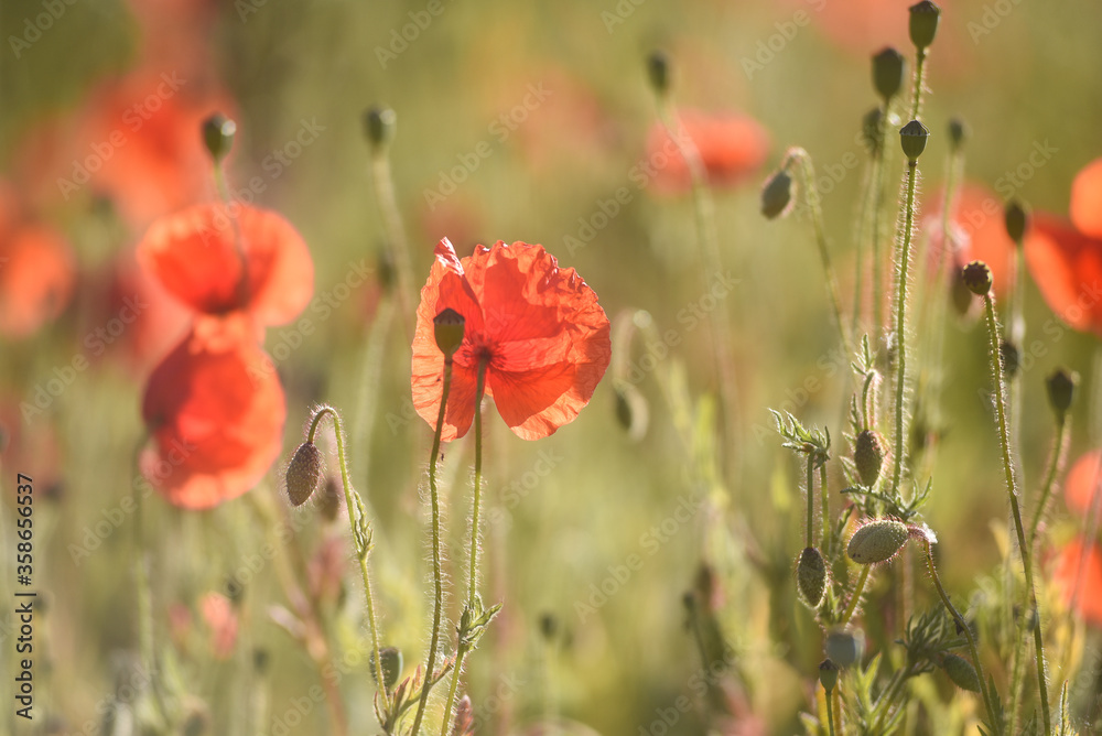 Fototapeta premium Coquelicot