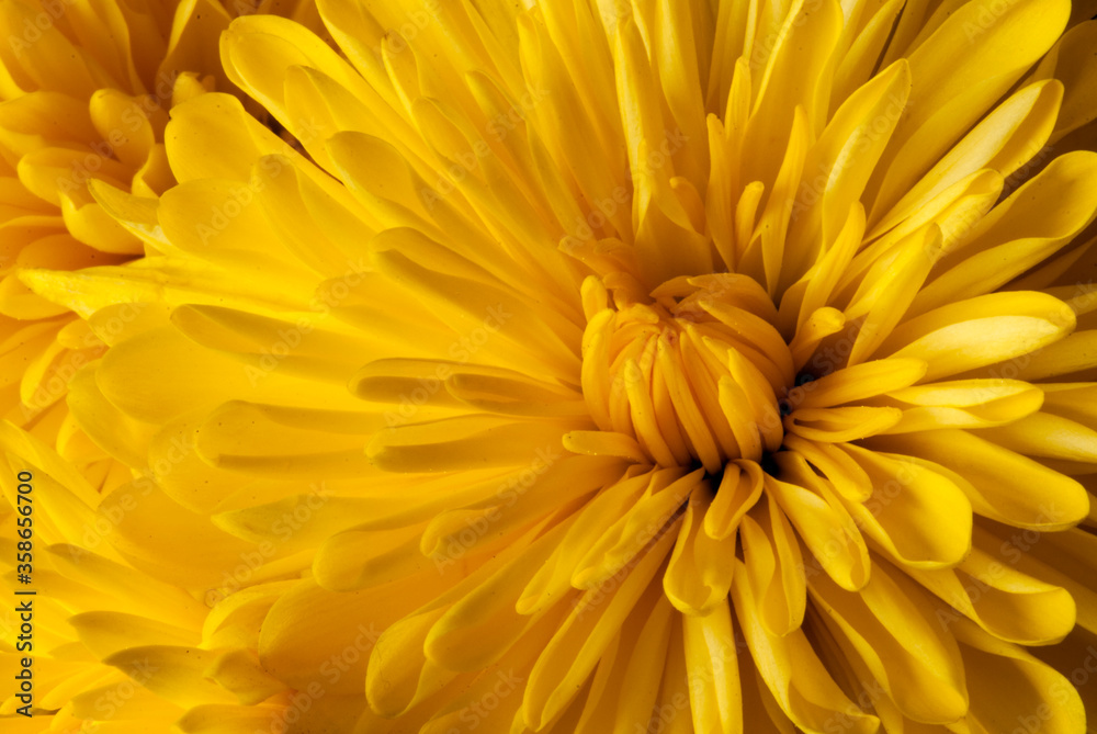 Flower Flower