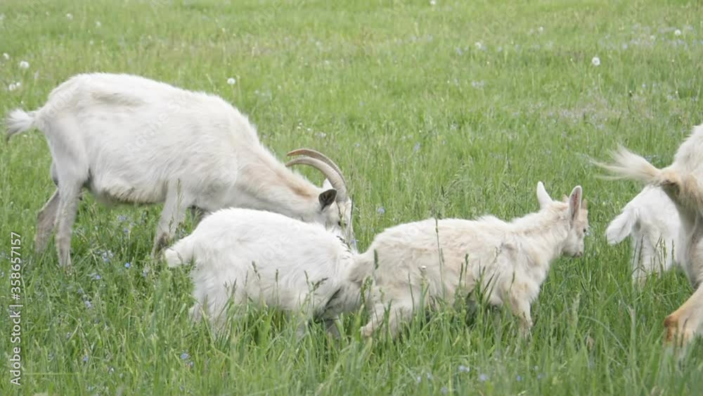 goats grazing on the green meadow hd goats grazing on the green meadow hd