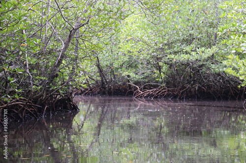 Mangrove à Lembongan, Indonésie