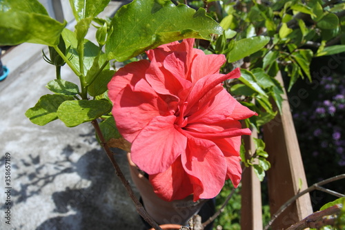 Hibiskusblüte - Du bist exotisch