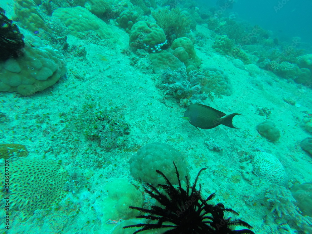 Fond marin, plongée sous marine aux îles Gili, Indonésie	