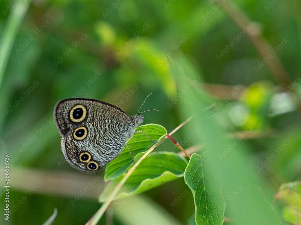 ウラナミジャノメ ウラナミジャノメ