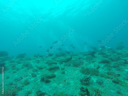Plongée sous marine aux îles Gili, Indonésie 