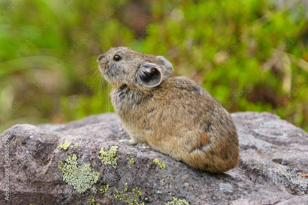 Fototapeta premium ナキウサギ