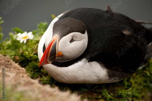 breading puffin iceland